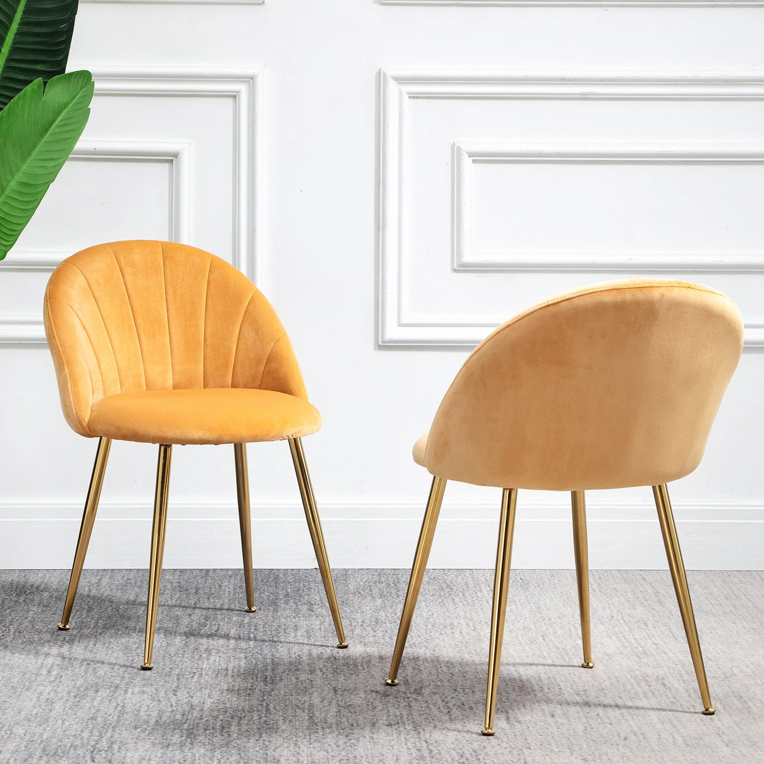 Milverton Pair Of 2 Velvet Dining Chairs With Golden Chrome Legs (Mustard) 4 Milverton Pair Of 2 Velvet Dining Chairs With Golden Chrome Legs (Mustard) - Image 2